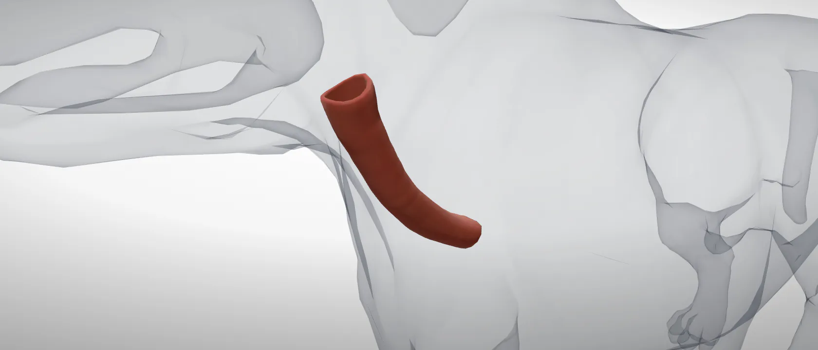 Windpipe (Trachea) of the dog: a three-quarter view of the respiratory.