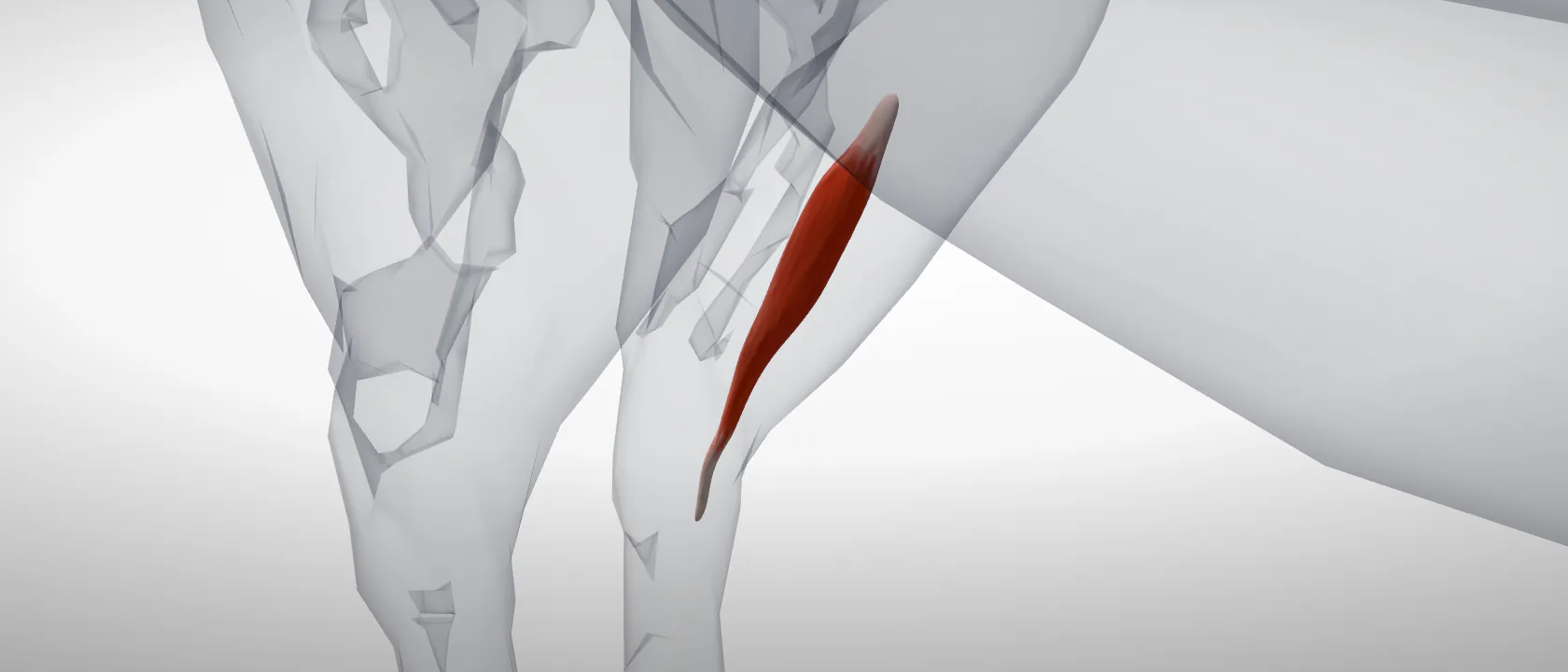 Cranial tibial muscle (Musculus tibialis cranialis) of the horse, left side: a three-quarter view of the muscle.