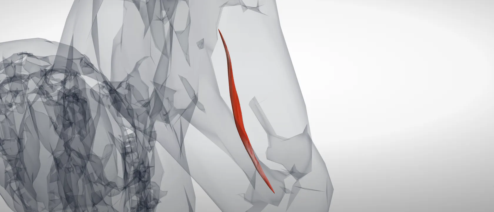 Depressor muscle of the lower lip (Musculus depressor labii inferioris) of the horse, left side: a three-quarter view of the muscle.