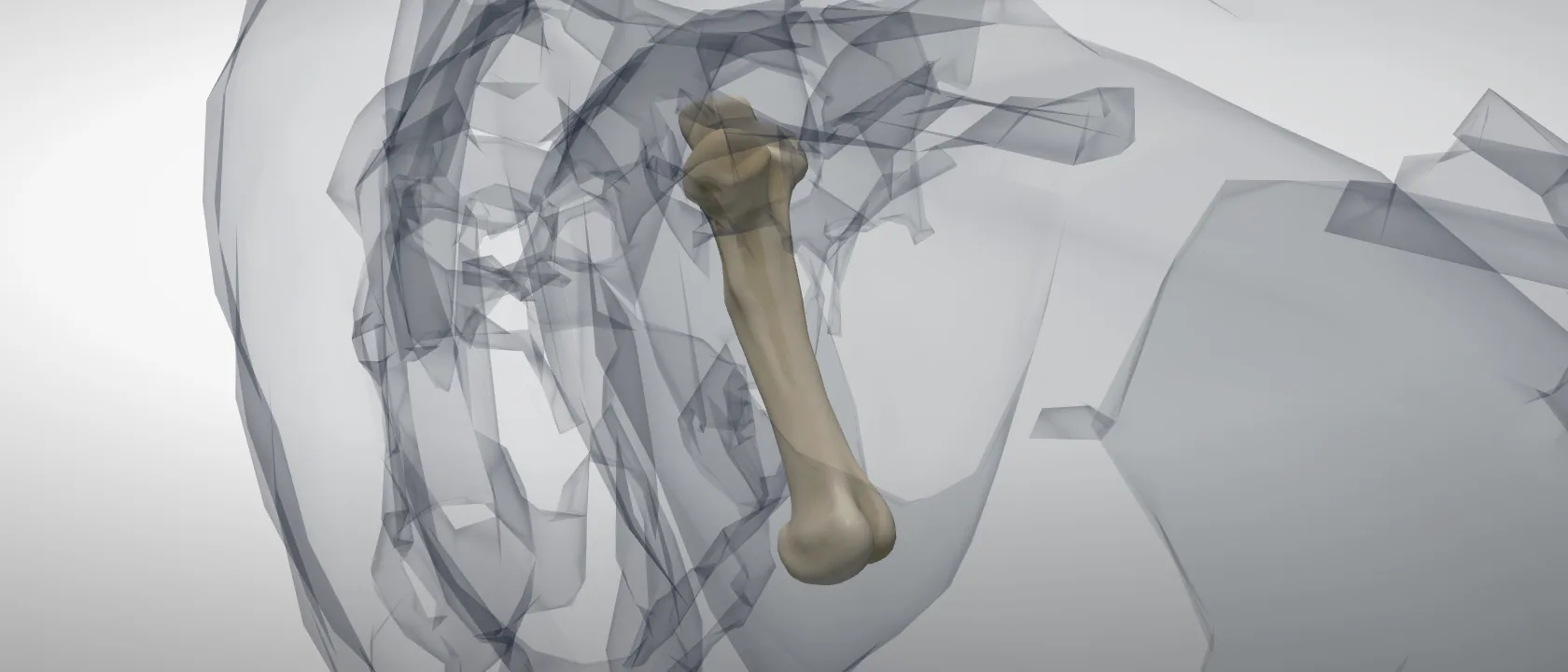 Femur (Os femoris) of the horse, left side: a three-quarter view of the bone.