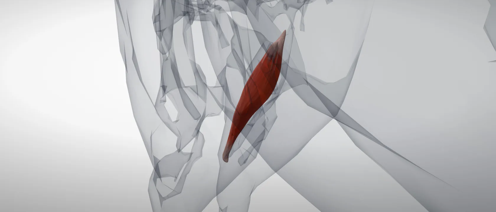 Gastrocnemius muscle (Musculus gastrocnemius) of the horse, left side: a three-quarter view of the muscle.