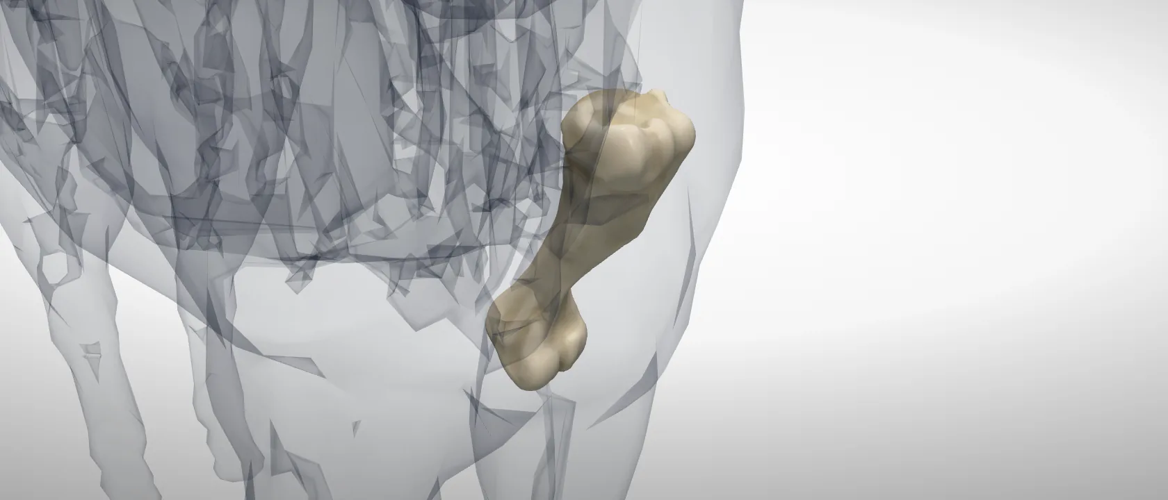 Humerus of the horse, left side: a three-quarter view of the bone.