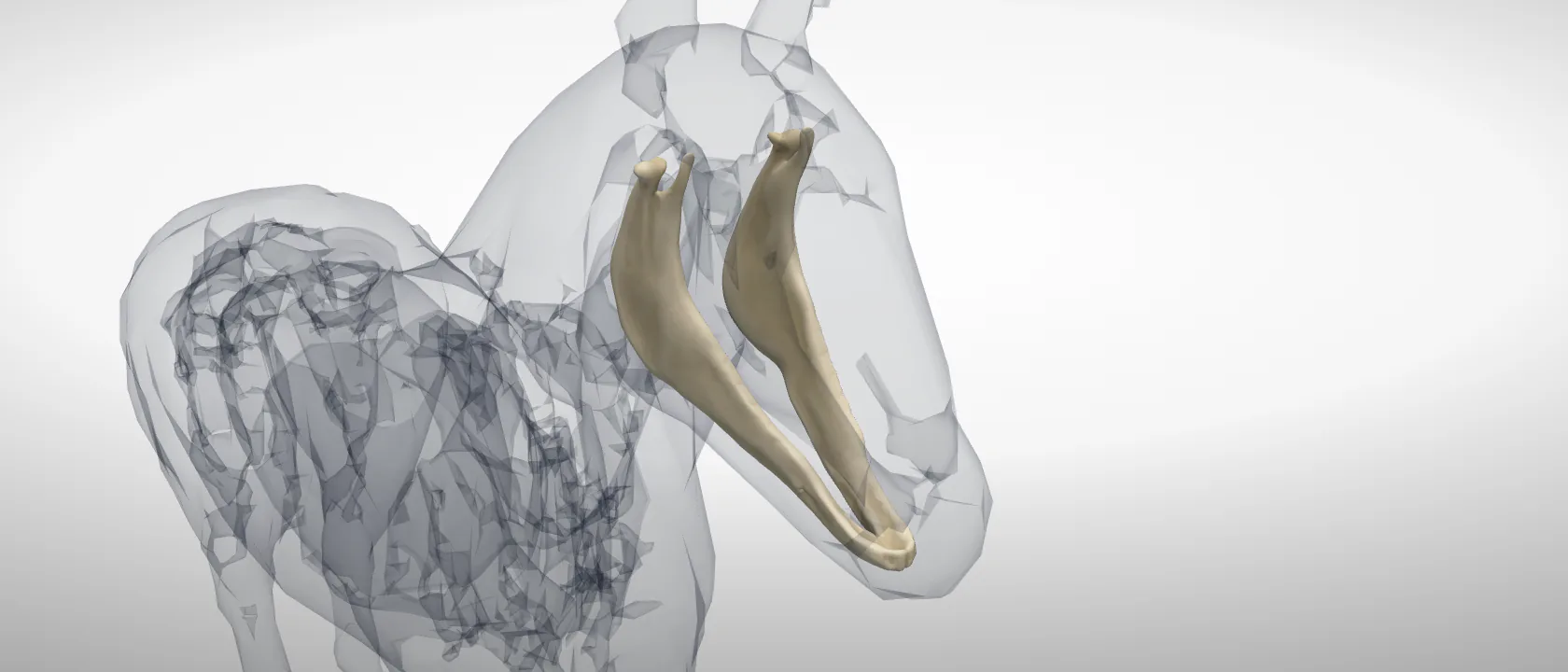 Mandible (Mandibula) of the horse: a three-quarter view of the bone.