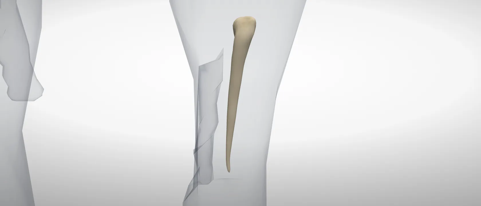Os metacarpale IV of the horse, left side: a three-quarter view of the bone.