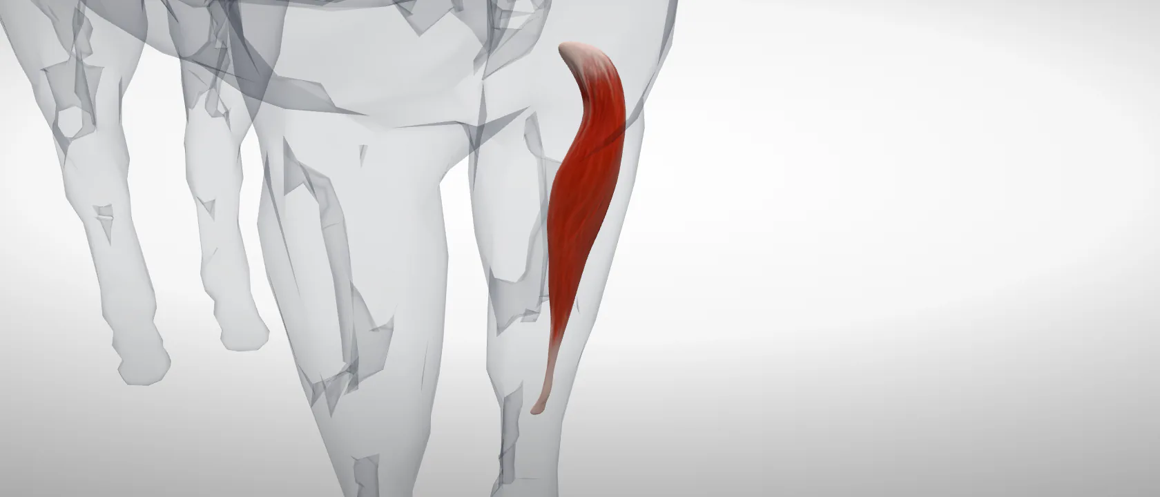 Radial extensor muscle of the carpus (Musculus extensor carpi radialis) of the horse, left side: a three-quarter view of the muscle.