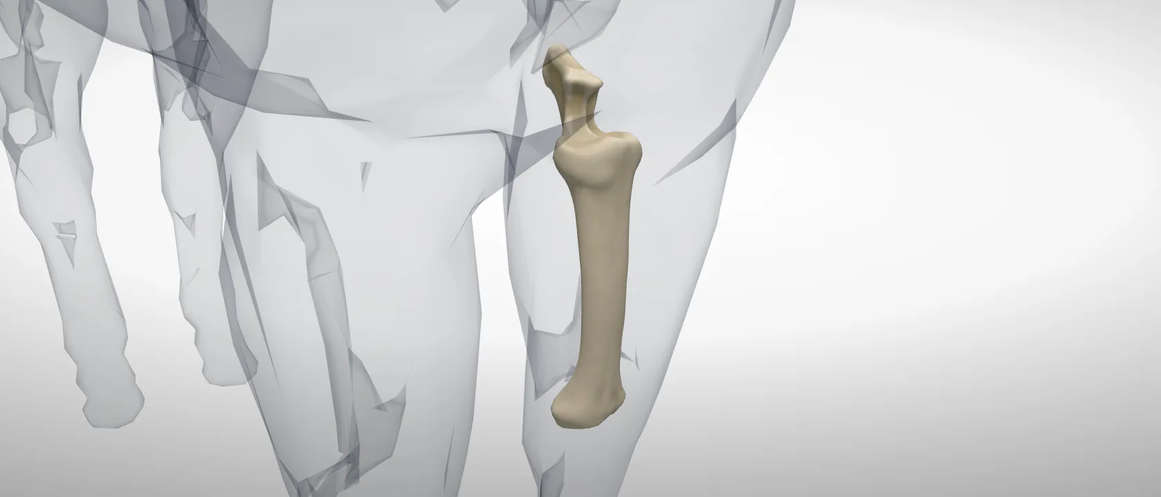 Radius of the horse, left side: a three-quarter view of the bone.