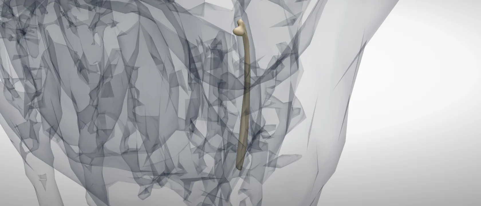 Rib 2 (Costa II) of the horse, left side: a three-quarter view of the bone.