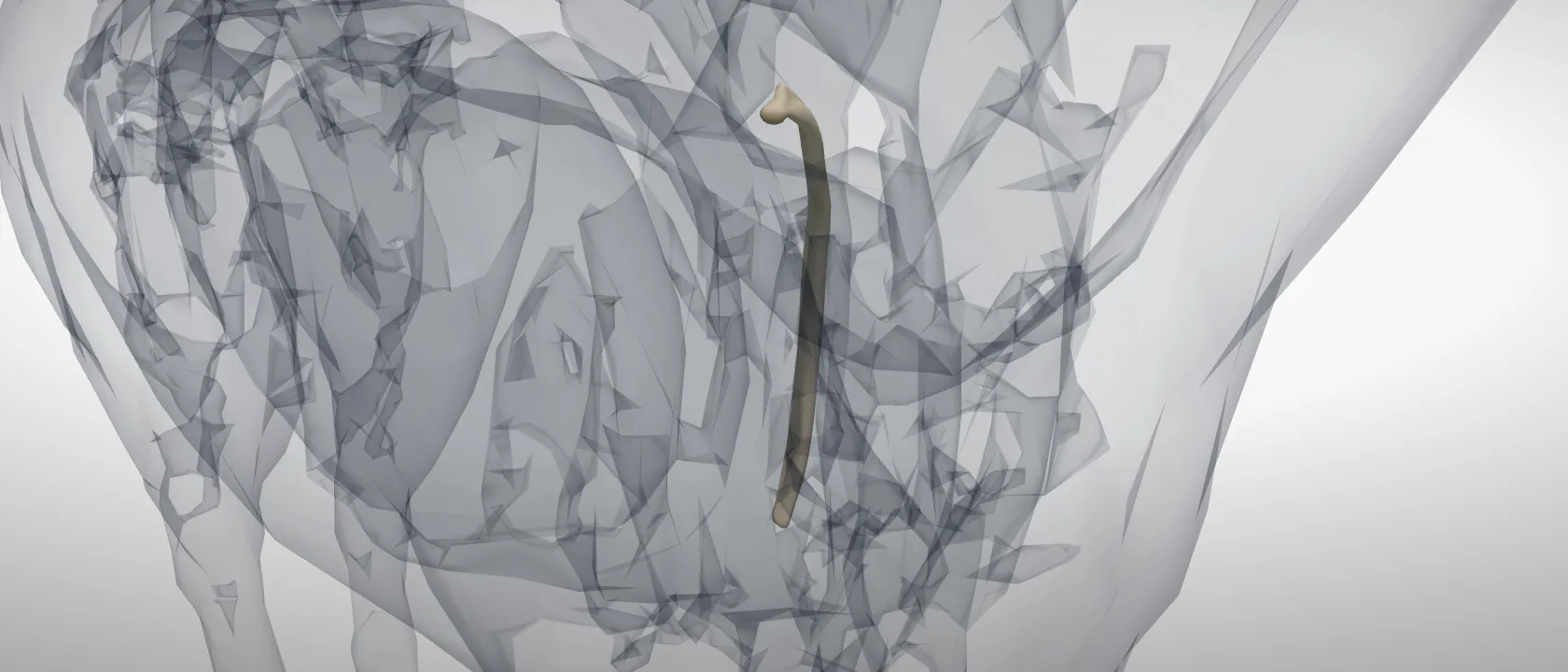 Rib 5 (Costa V) of the horse, left side: a three-quarter view of the bone.