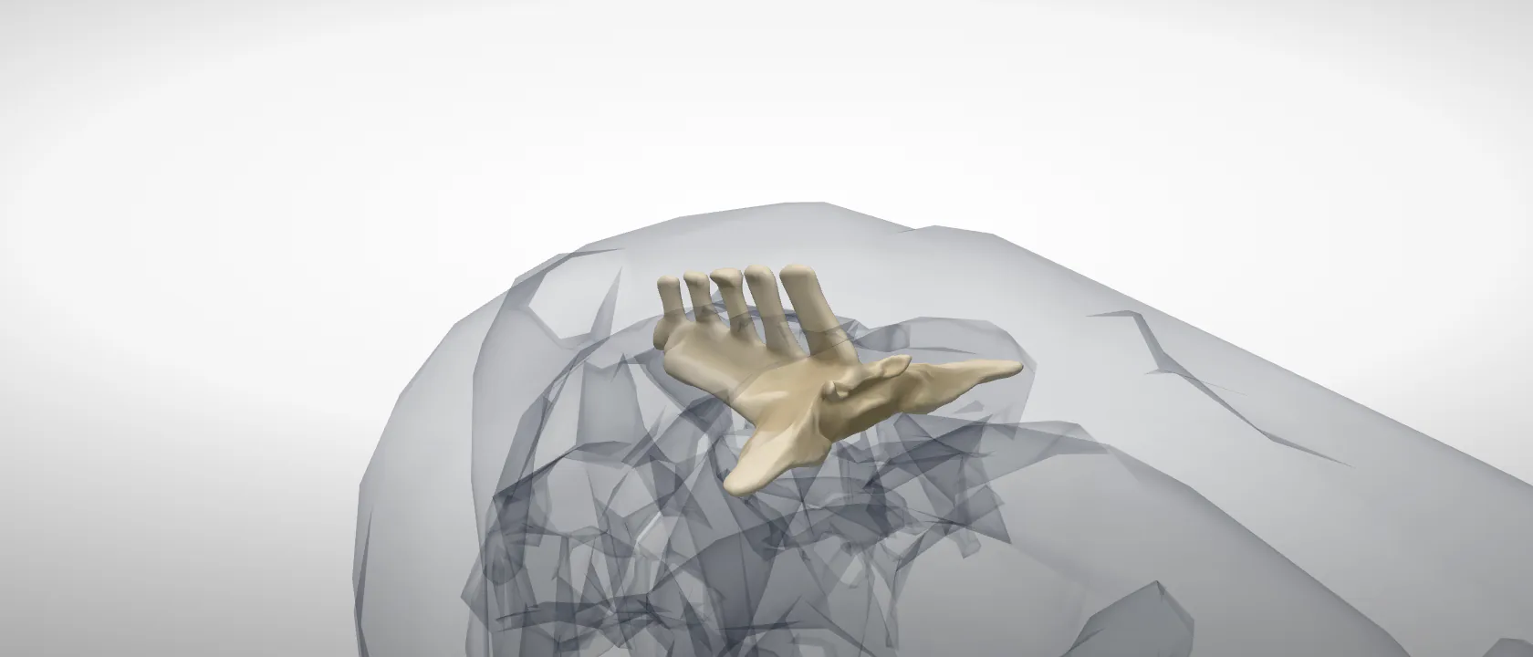 Sacrum (Os sacrum) of the horse: a three-quarter view of the bone.