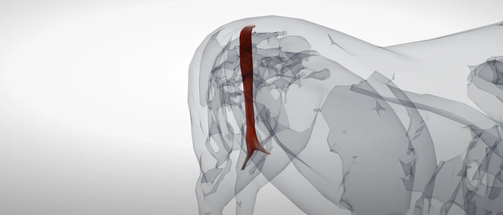 Semitendinosus (Musculus semitendinosus) of the horse: a three-quarter view of the muscle.