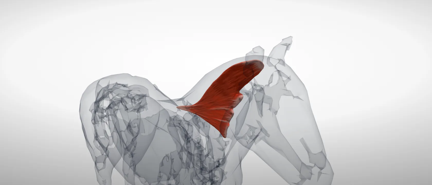 Splenius (Musculus splenius capitis) of the horse: a three-quarter view of the muscle.