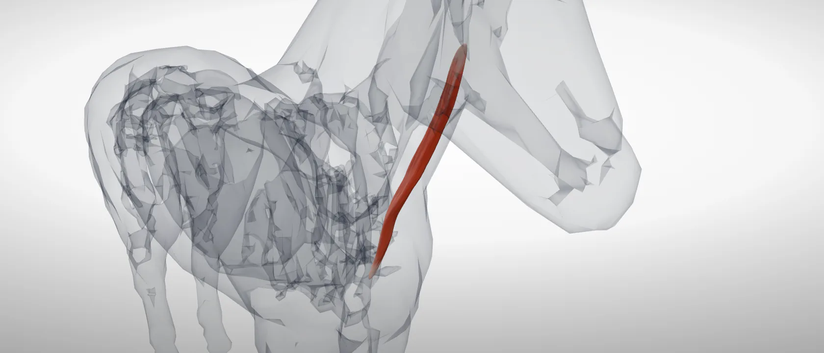 Sternocephalic muscle (Musculus sternocephalicus) of the horse, left side: a three-quarter view of the muscle.
