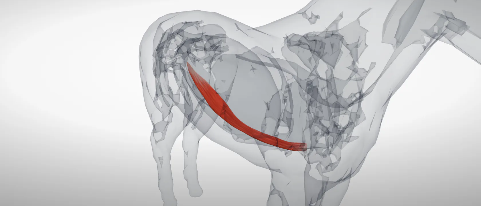 Straight muscle of the abdomen (Musculus rectus abdominis) of the horse, left side: a three-quarter view of the muscle.