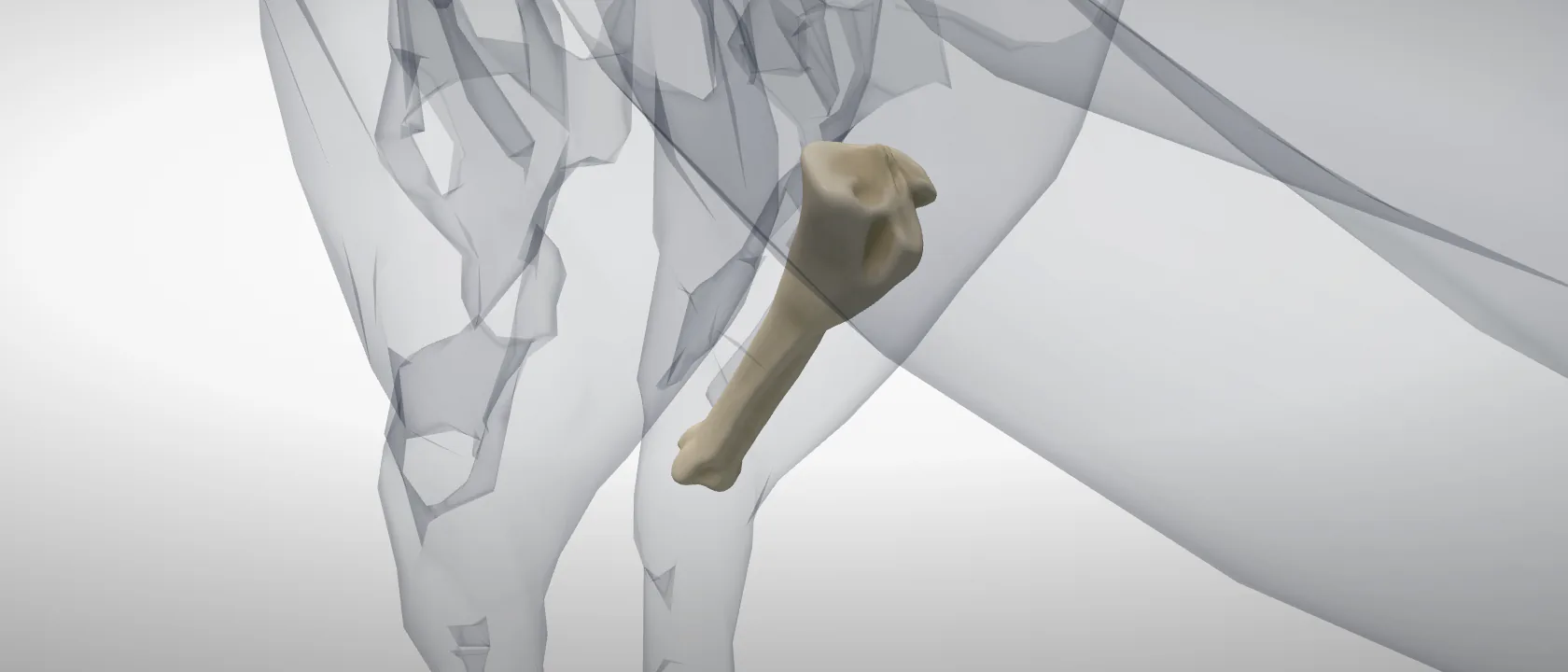 Tibia of the horse, left side: a three-quarter view of the bone.
