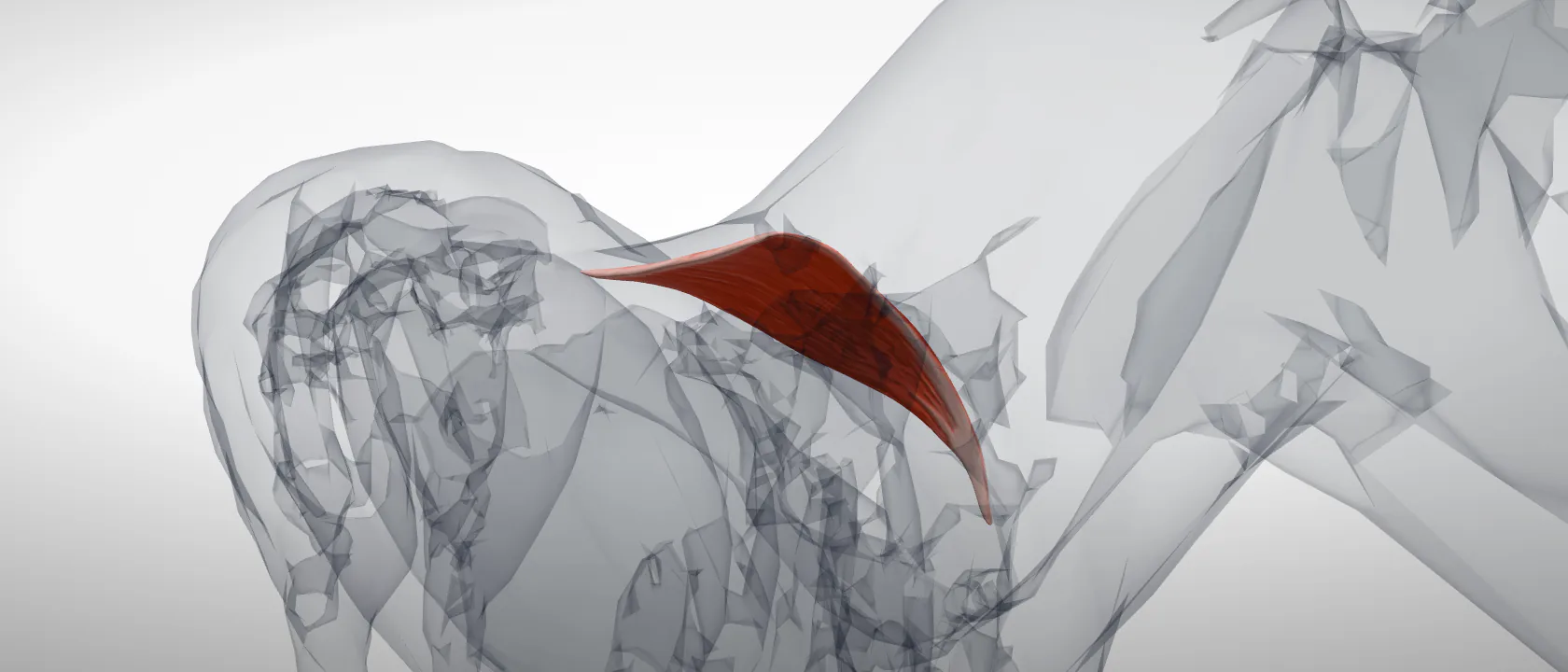 Trapezius muscle (Musculus trapezius) of the horse, left side: a three-quarter view of the muscle.