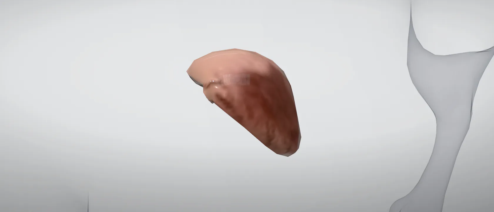Right atrium (Atrium dextrum) of the cat: a three-quarter view of the heart.