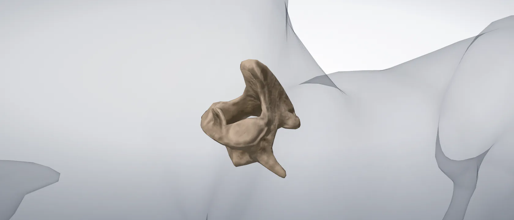 Axis (C2) (Axis) of the cat: a three-quarter view of the bone.