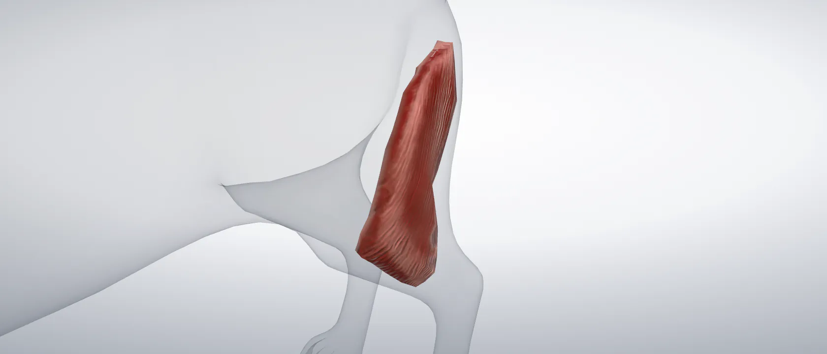 Biceps muscle of the thigh (Musculus biceps femoris) of the cat, left side: a three-quarter view of the muscle.