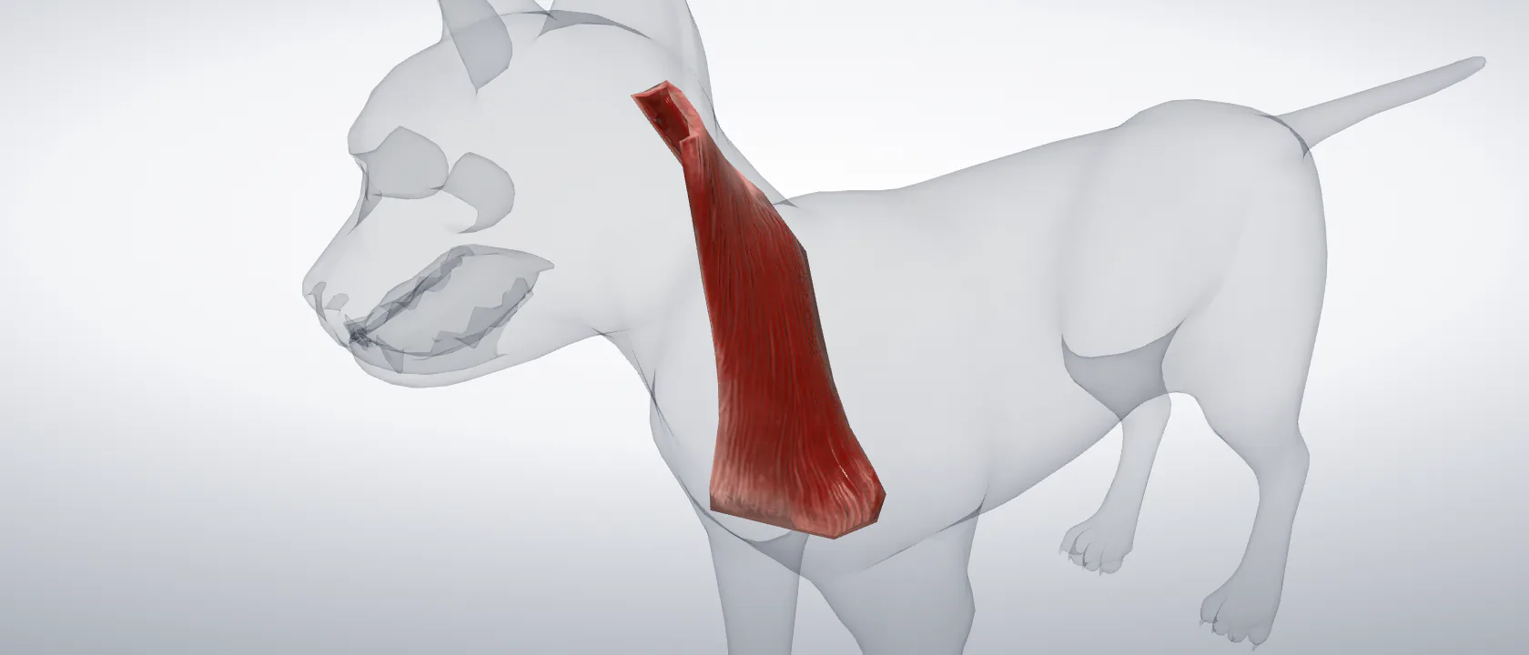 Cervical part of the cleidocephalic muscle (Musculus cleidocephalicus pars cervicalis) of the cat, left side: a three-quarter view of the muscle.