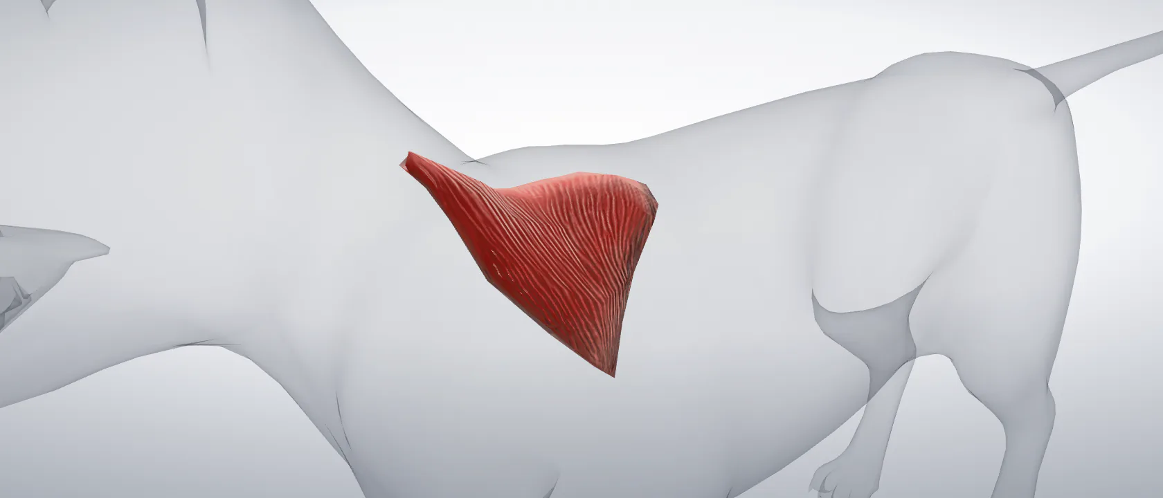 Cervical part of the trapezius muscle (Musculus trapezius pars cervicalis) of the cat, left side: a three-quarter view of the muscle.