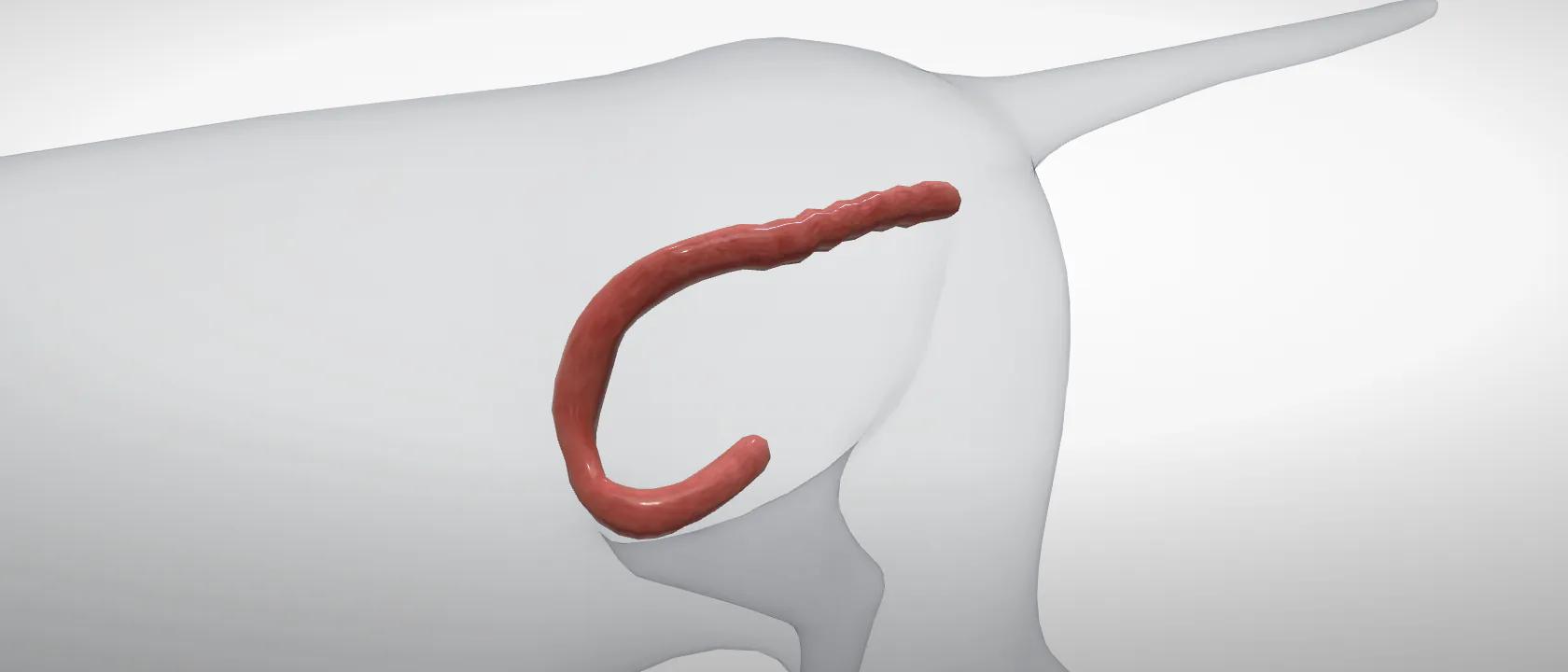 Colon of the cat: a three-quarter view of the digestive.
