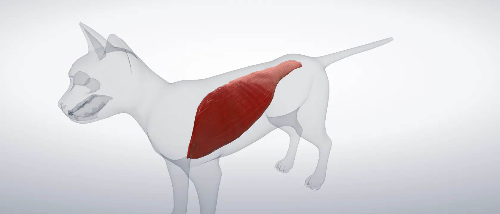 Cutaneous muscle of the trunk (Musculus cutaneus trunci) of the cat, left side: a three-quarter view of the muscle.