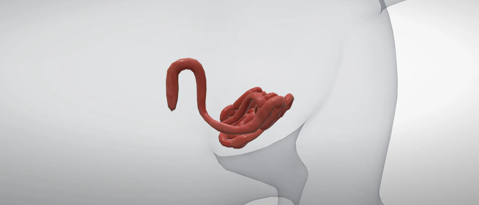 Duodenum and proximal jejunum (Intestinum tenue) of the cat: a three-quarter view of the digestive.