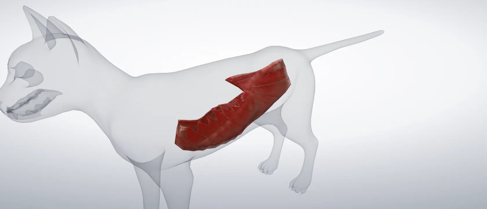 External oblique muscle of the abdomen (Musculus obliquus externus abdominis) of the cat, left side: a three-quarter view of the muscle.