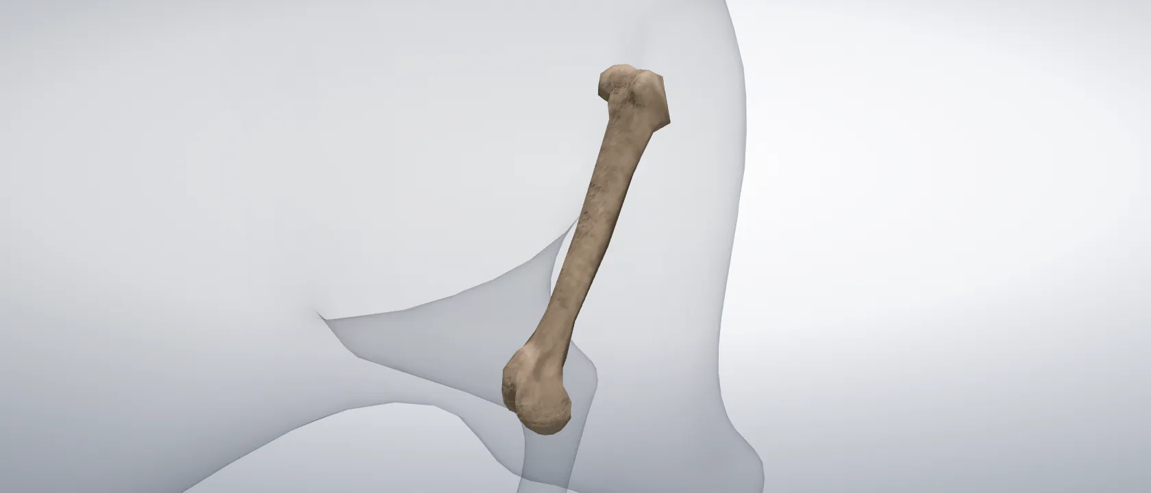 Femur (Os femoris) of the cat, left side: a three-quarter view of the bone.