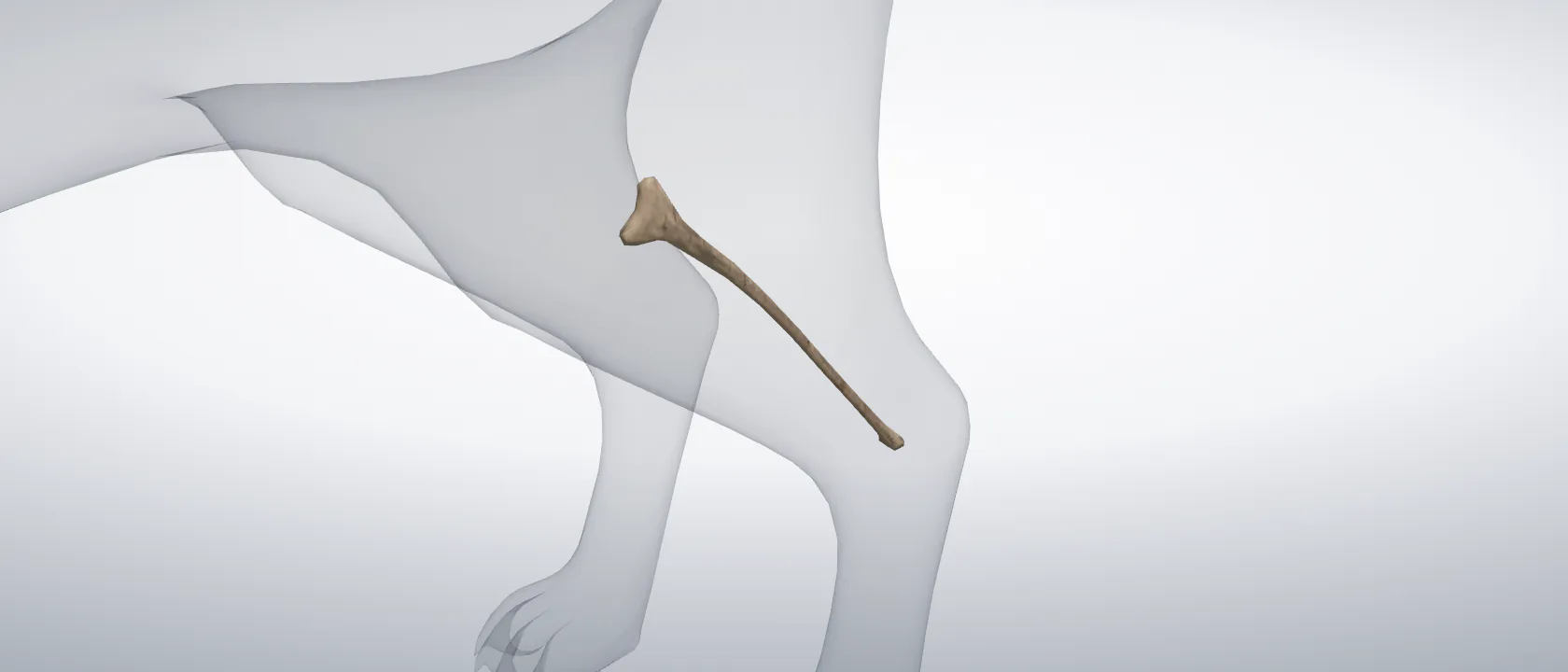 Fibula of the cat, left side: a three-quarter view of the bone.