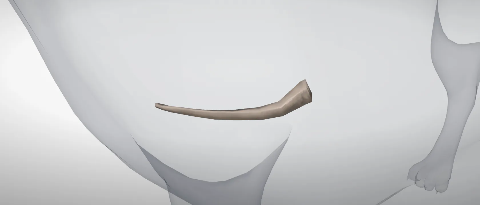 First costal cartilage (Cartilago costalis I) of the cat, left side: a three-quarter view of the cartilage.