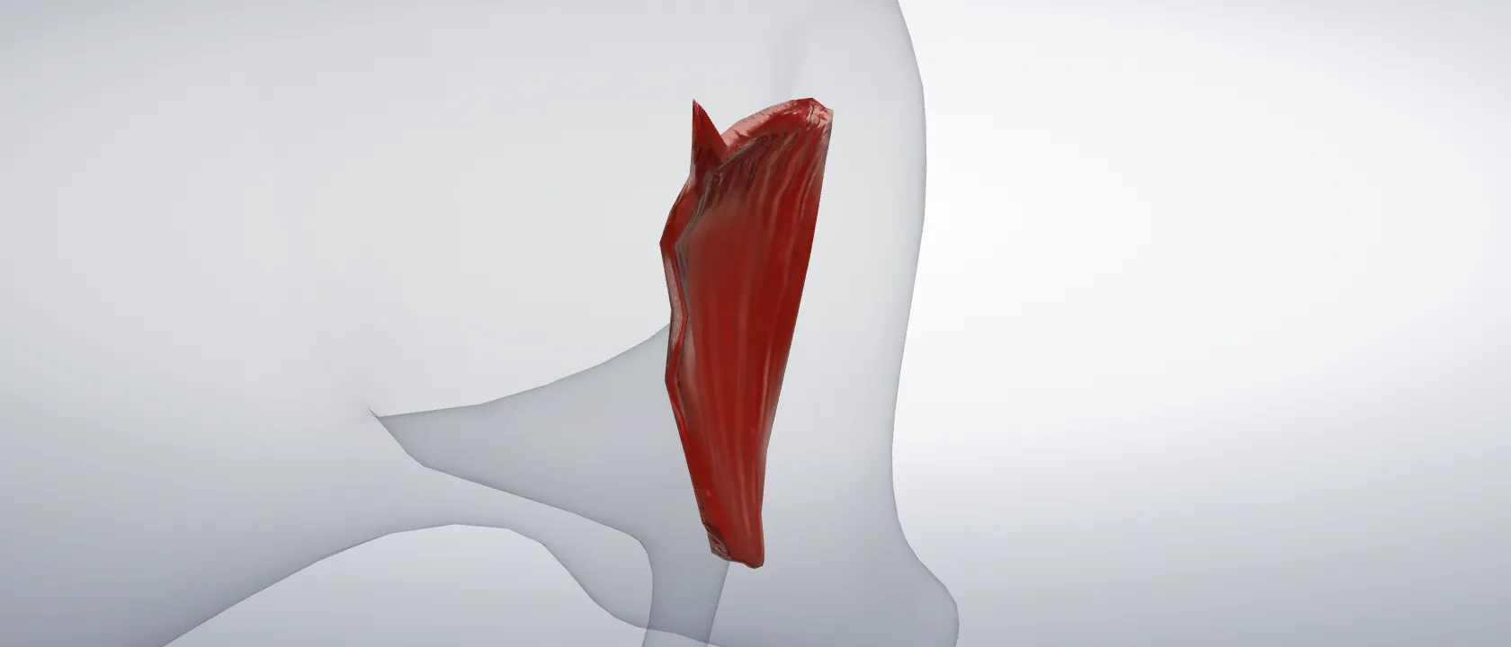Gracilis muscle (Musculus gracilis) of the cat, left side: a three-quarter view of the muscle.