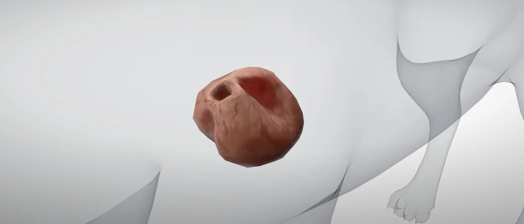 Heart (Cor) of the cat: a three-quarter view of the heart.