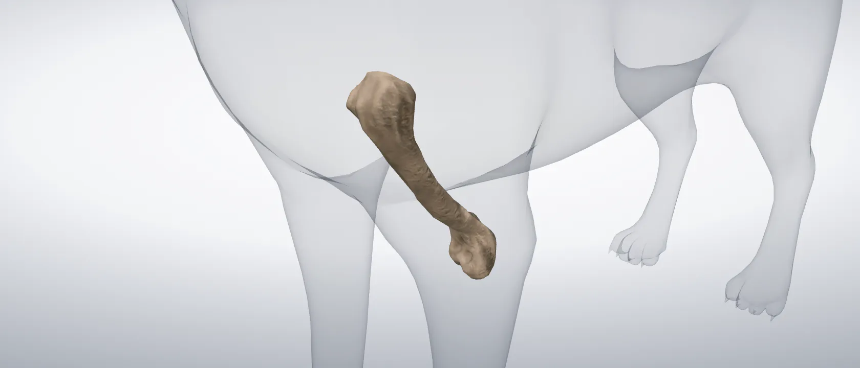 Humerus of the cat, left side: a three-quarter view of the bone.