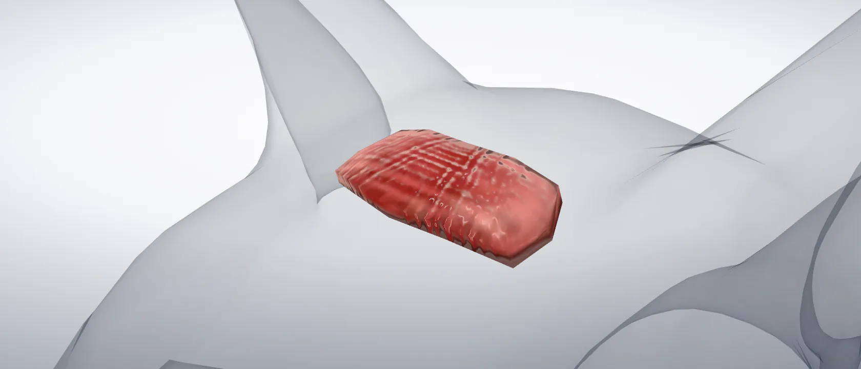 Interscutular muscle (Musculus interscutularis) of the cat: a three-quarter view of the muscle.