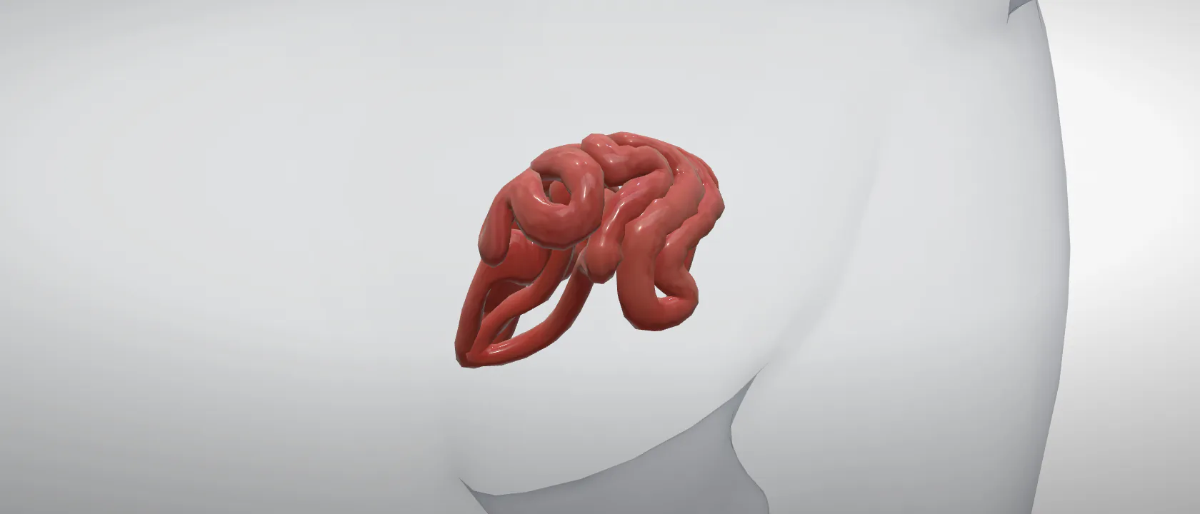 Jejunum of the cat: a three-quarter view of the digestive.