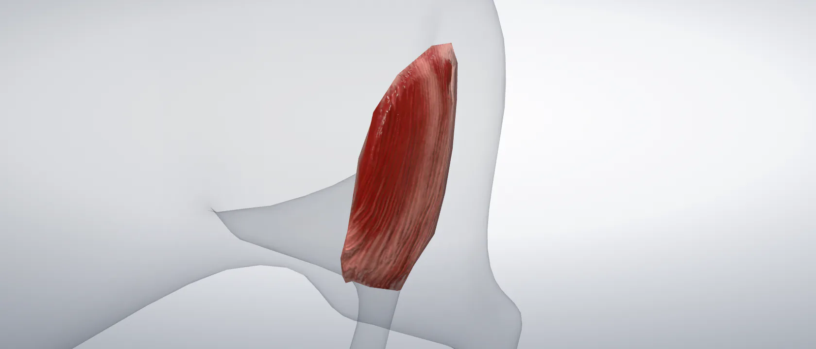 Lateral vast muscle (Musculus vastus lateralis) of the cat, left side: a three-quarter view of the muscle.
