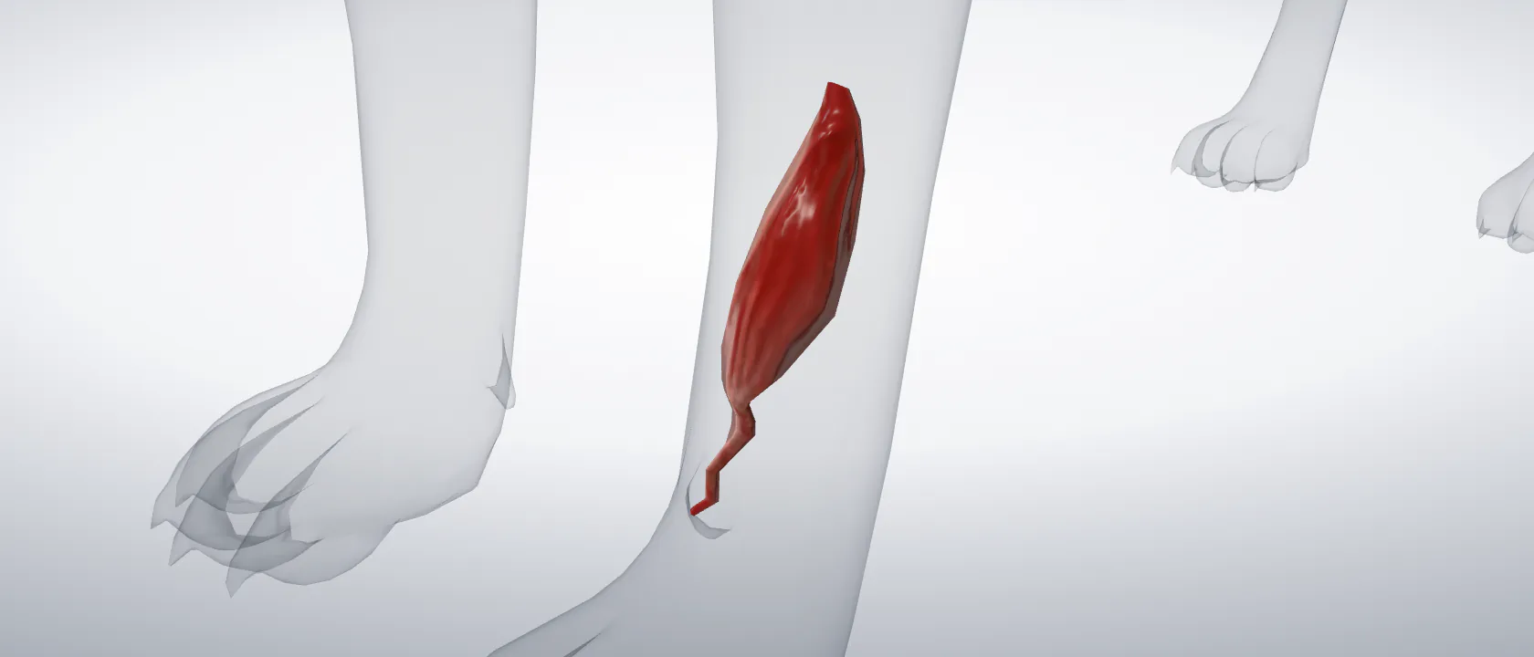 Long abductor of the first digit (Musculus abductor digiti I longus) of the cat, left side: a three-quarter view of the muscle.
