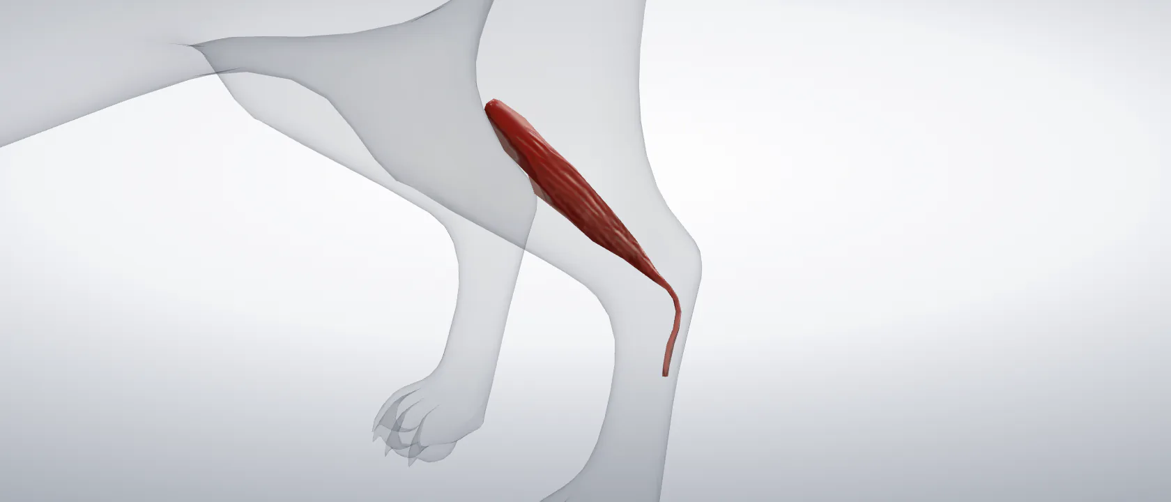 Long fibular muscle (Musculus fibularis longus) of the cat, left side: a three-quarter view of the muscle.