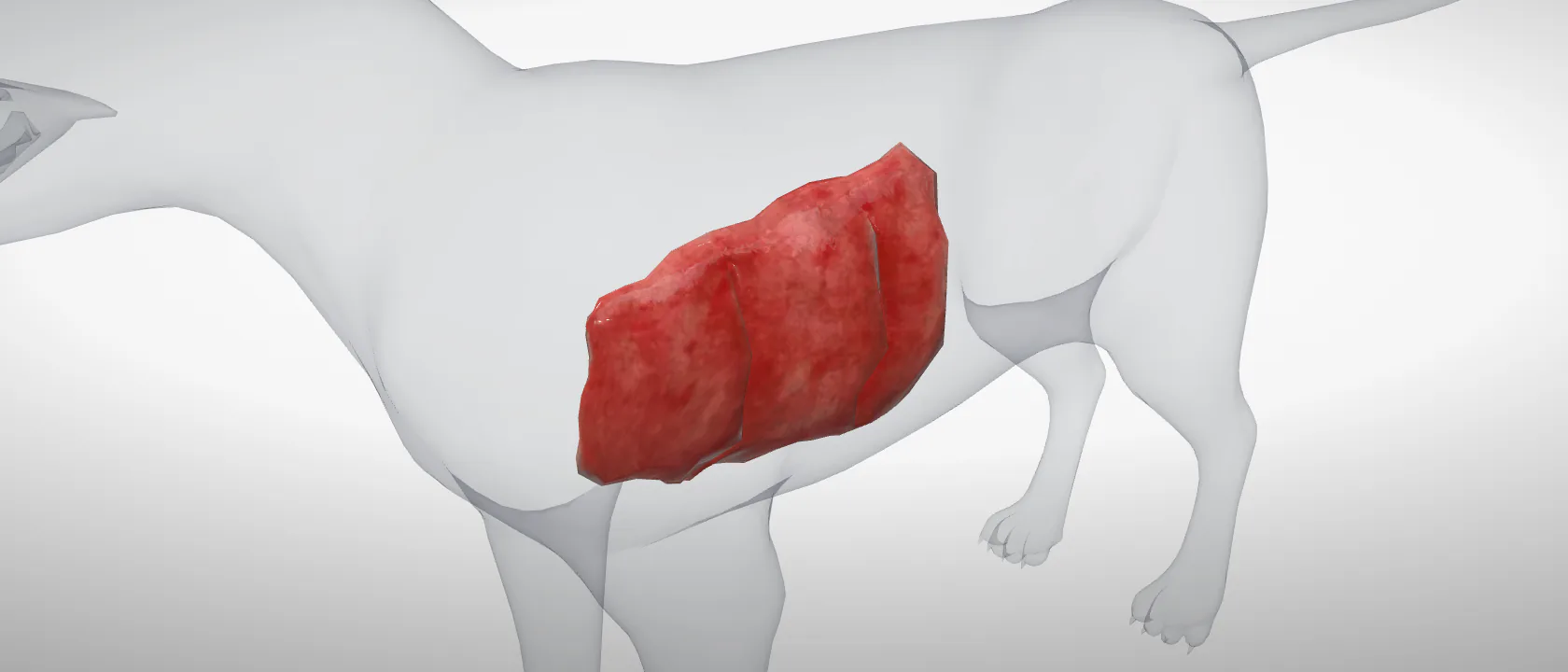 Lung (Pulmo) of the cat, left side: a three-quarter view of the respiratory.