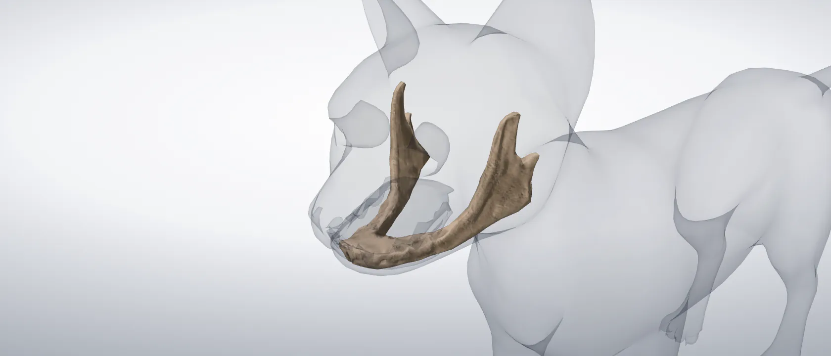 Mandible (Mandibula) of the cat: a three-quarter view of the bone.
