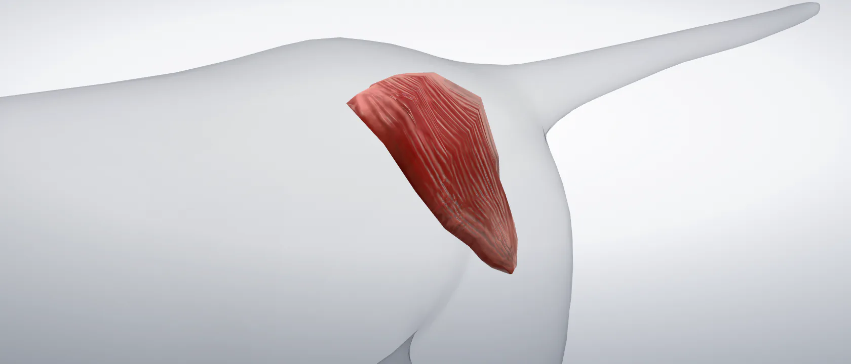 Middle gluteal muscle (Musculus gluteus medius) of the cat, left side: a three-quarter view of the muscle.