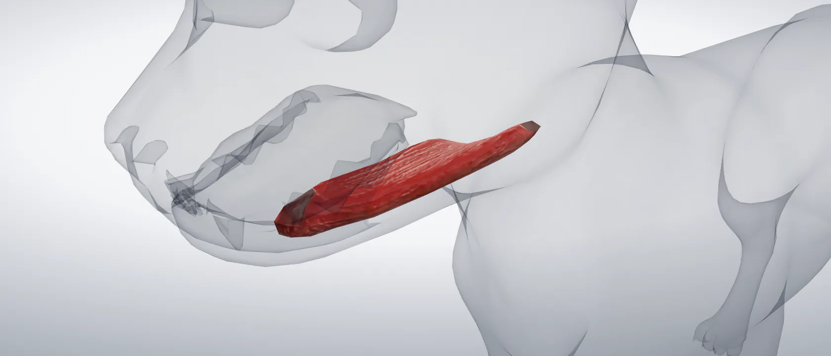 Mylohyoid muscle (Musculus mylohyoideus) of the cat, left side: a three-quarter view of the muscle.