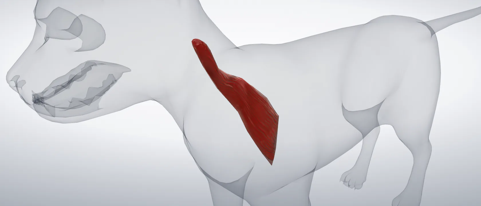 Omotransverse muscle (Musculus omotransversarius) of the cat, left side: a three-quarter view of the muscle.