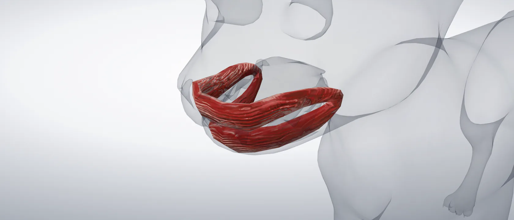 Orbicular muscle of the mouth (Musculus orbicularis oris) of the cat: a three-quarter view of the muscle.