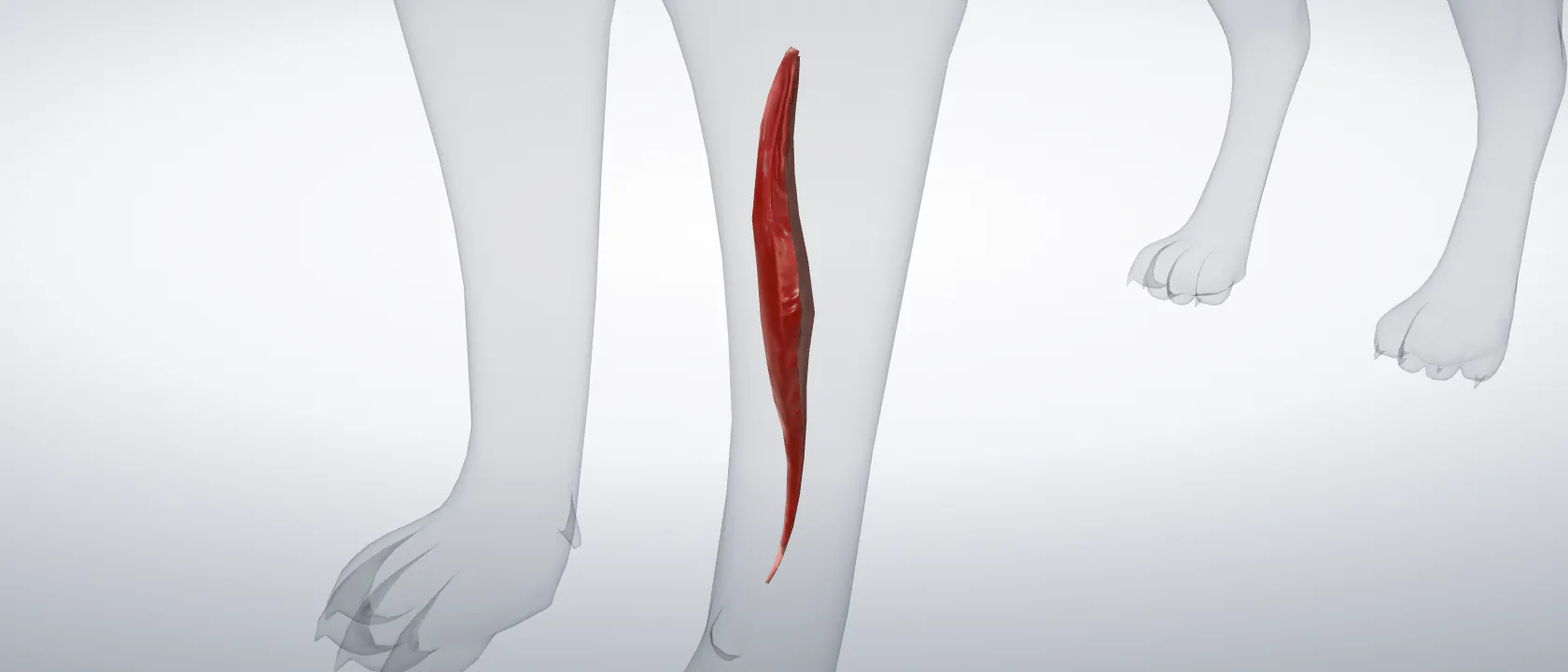 Radial flexor of the carpus (Musculus flexor carpi radialis) of the cat, left side: a three-quarter view of the muscle.
