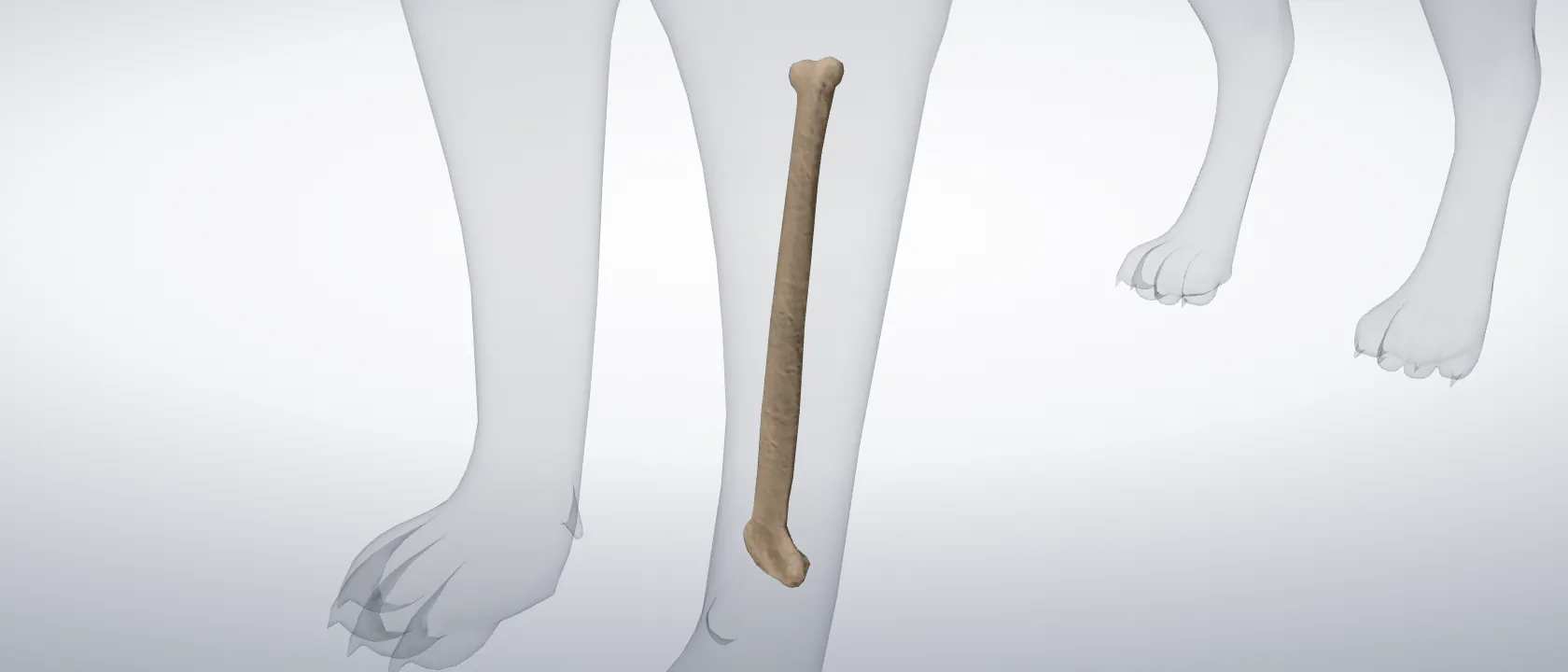Radius of the cat, left side: a three-quarter view of the bone.
