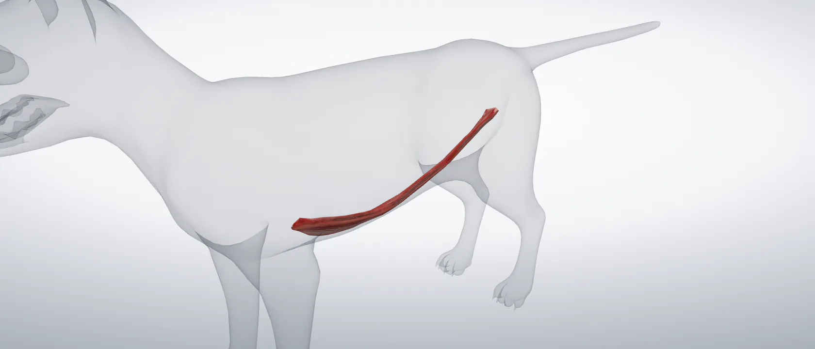Rectus abdominis muscle (Musculus rectus abdominis) of the cat, left side: a three-quarter view of the muscle.