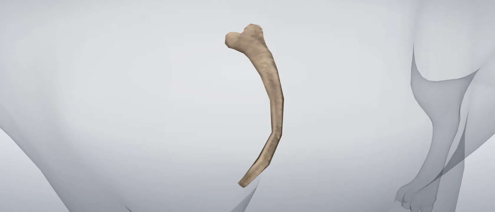 Rib 1 (Costa I) of the cat, left side: a three-quarter view of the bone.
