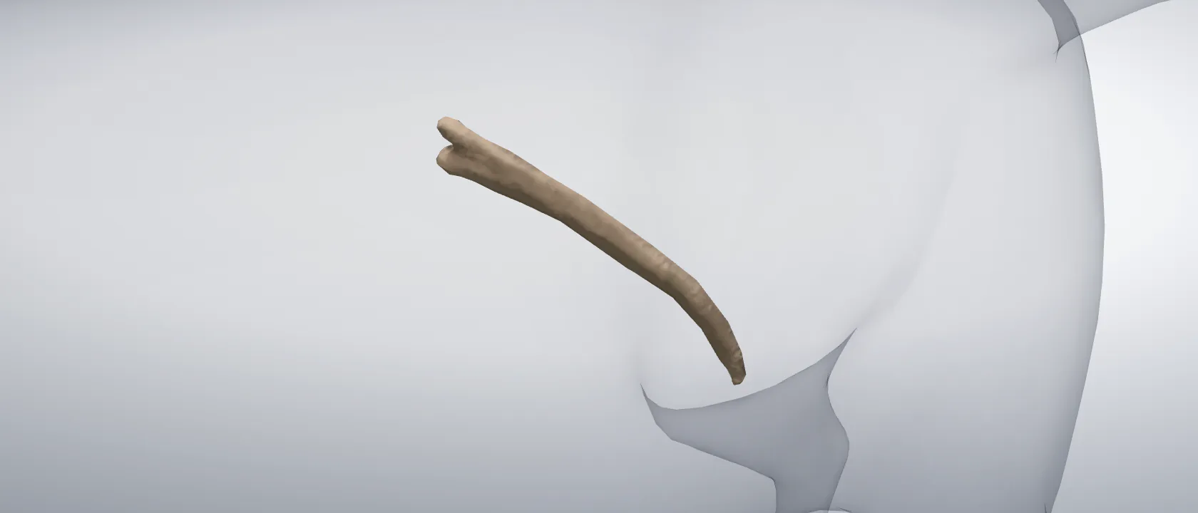 Rib 13 (Costa XIII) of the cat, left side: a three-quarter view of the bone.